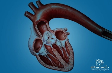 كم-عدد-صمامات-القلب-وأسمائها-ووظائفها